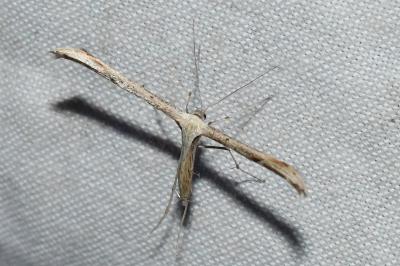 <i>Emmelina</i>