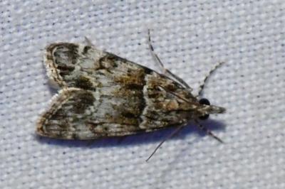 <i>Eudonia mercurella</i>