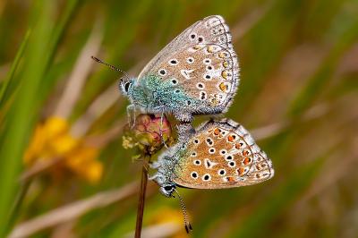 <i>Lysandra bellargus</i>