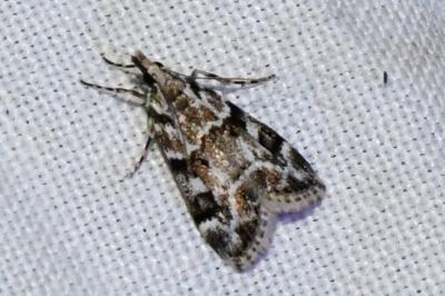 <i>Eudonia delunella</i>