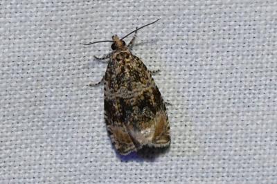 <i>Celypha lacunana</i>