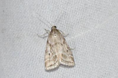 <i>Eudonia pallida</i>