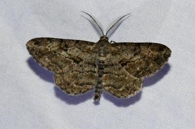 <i>Peribatodes rhomboidaria</i>