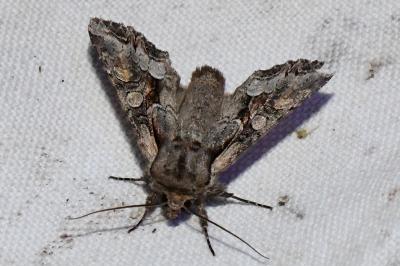 <i>Lacanobia w-latinum</i>