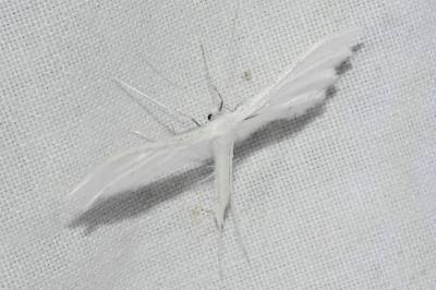 <i>Pterophorus pentadactylus</i>