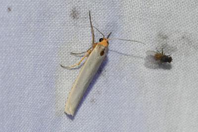 <i>Eilema caniola</i>
