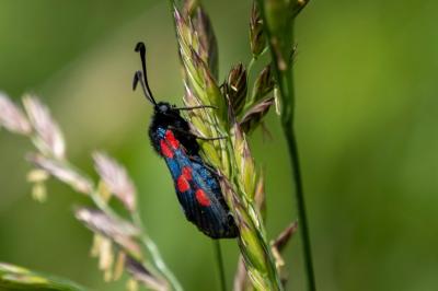 <i>Zygaena trifolii</i>