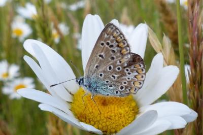 <i>Polyommatus icarus</i>