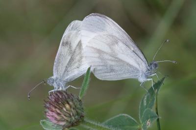 <i>Leptidea sinapis</i>