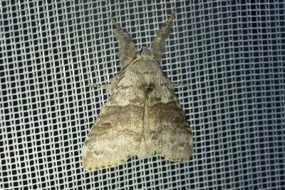 <i>Calliteara pudibunda</i>