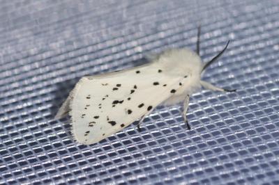 <i>Spilosoma lubricipeda</i>