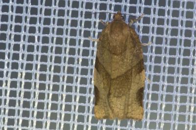 <i>Choristoneura hebenstreitella</i>