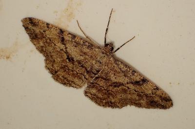 <i>Peribatodes rhomboidaria</i>
