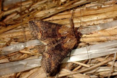 <i>Abrostola triplasia</i>