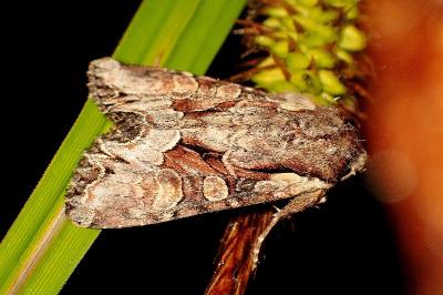<i>Lacanobia w-latinum</i>