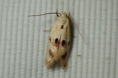 <i>Elachista maculicerusella</i>