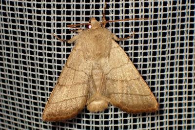 <i>Charanyca trigrammica</i>