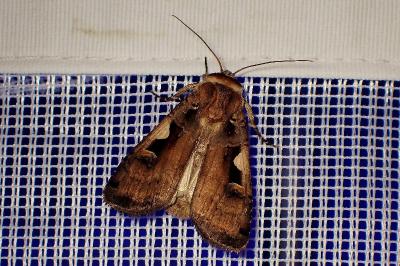 <i>Xestia c-nigrum</i>