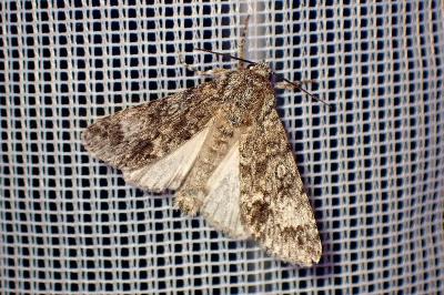 <i>Acronicta megacephala</i>