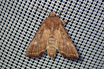 Lacanobia oleracea