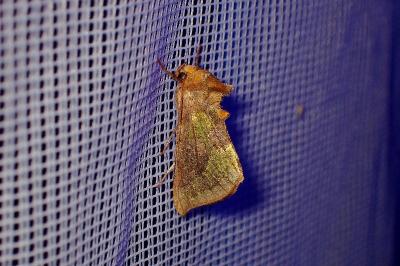 <i>Diachrysia chrysitis</i>
