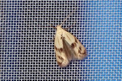 <i>Elachista maculicerusella</i>