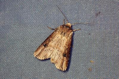 <i>Axylia putris</i>