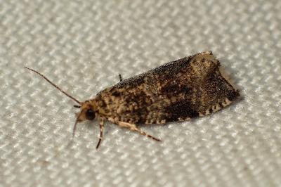 <i>Celypha lacunana</i>