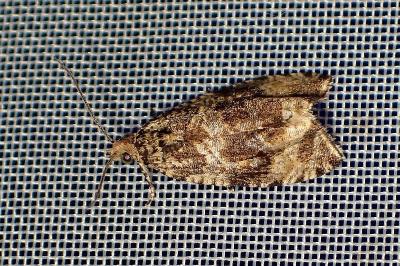<i>Celypha lacunana</i>