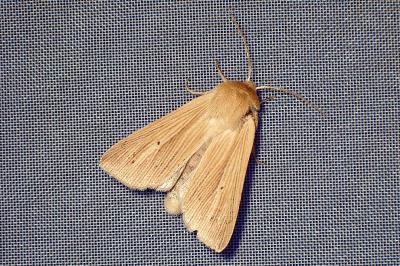 <i>Mythimna pallens</i>