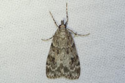 <i>Eudonia mercurella</i>