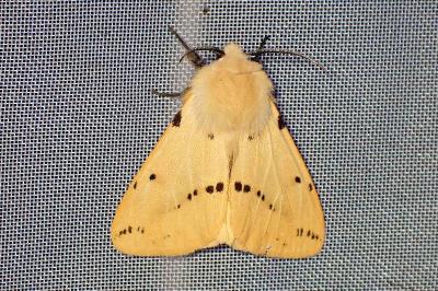 <i>Spilarctia lutea</i>