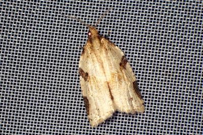<i>Clepsis spectrana</i>