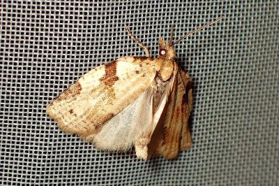 <i>Clepsis spectrana</i>