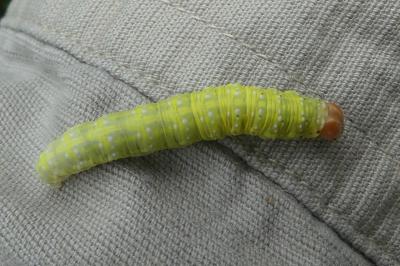 <i>Polyploca ridens</i>