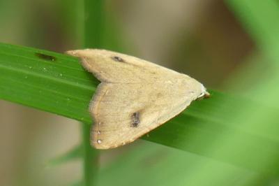 <i>Rivula sericealis</i>