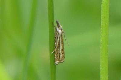 <i>Crambus lathoniellus</i>