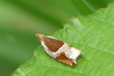 <i>Ancylis unculana</i>