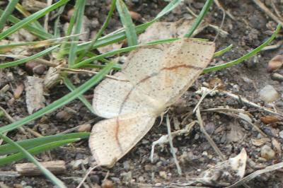 <i>Cyclophora punctaria</i>