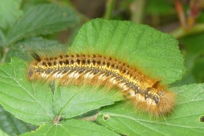 <i>Euthrix potatoria</i>