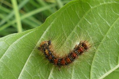 <i>Lymantria dispar</i>