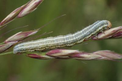<i>Eremobia ochroleuca</i>