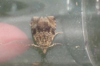 <i>Celypha lacunana</i>