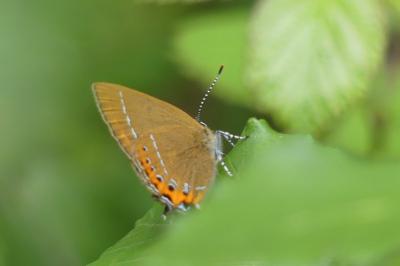 <i>Satyrium pruni</i>