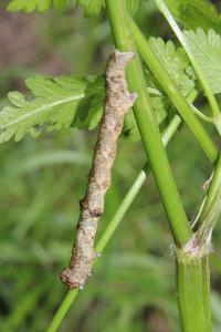 <i>Apocheima hispidaria</i>