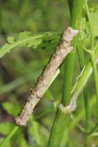 <i>Apocheima hispidaria</i>