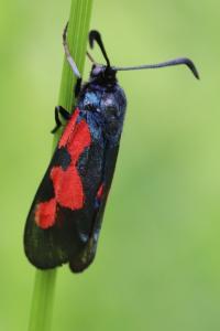 <i>Zygaena trifolii</i>
