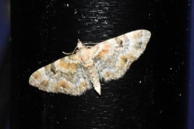 <i>Eupithecia pulchellata</i>