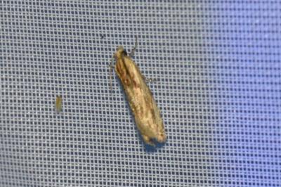 <i>Eucosma cana</i>
