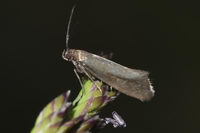 <i>Glyphipterix fuscoviridella</i>